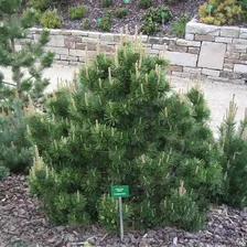 Сосна горная Гном (Pinus mugo Gnom) 5л 25-30 см
