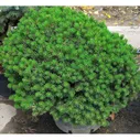 Сосна горная Мопс Pinus mugo "Mops"