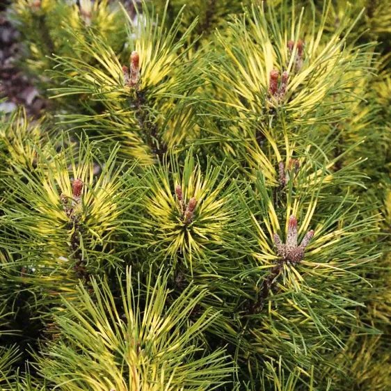 Сосна горная Саншайн / С5 / Pinus mugo Sunshine-0