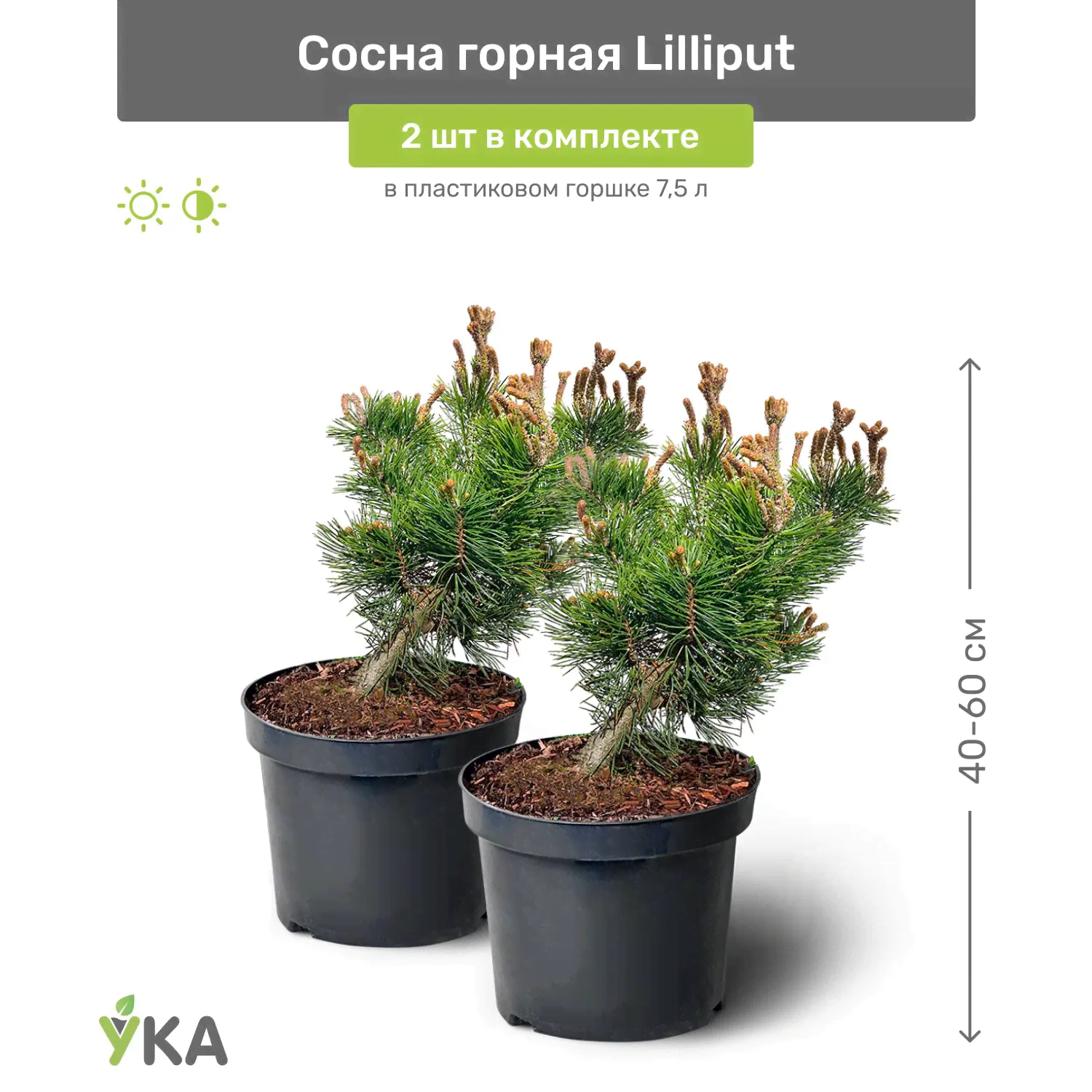 Сосна горная Lilliput (Лилипут) 40-60 см в пластиковом горшке 3 л, саженец, хвойное живое растение, комплект из 2 шт