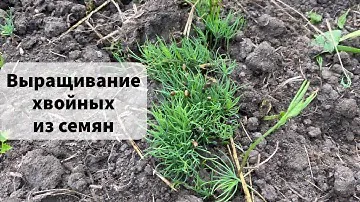 Выращивание хвойных из семян. Как вырастить сосну, ёлку, тую, лиственницу из семян