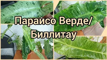 Параисо Верде/Биллитау восстанавливает окрас летом?☀️Результат🌿 #филодендрон #цветы #растения