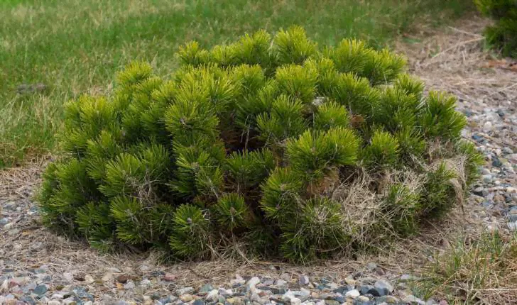 Сосна горная Турра (Pinus mugo Turra C10)-0
