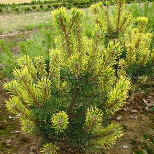 Сосна горная Хамелион/Pinus mugo Chameleon 40-60 С3 (Верещак)