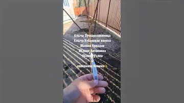 Посадил плодовые деревья на даче🍎 И пересадил спасенную конику🌲 #дача #посадка #яблоня #алыча