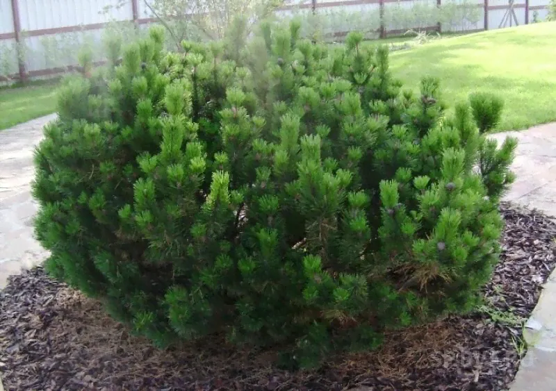 Сосна горная Муго; Мугус (Pinus Mugo; Mughus)