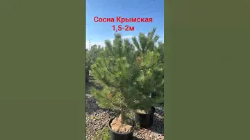 Сосна Крымская 1,5-2м