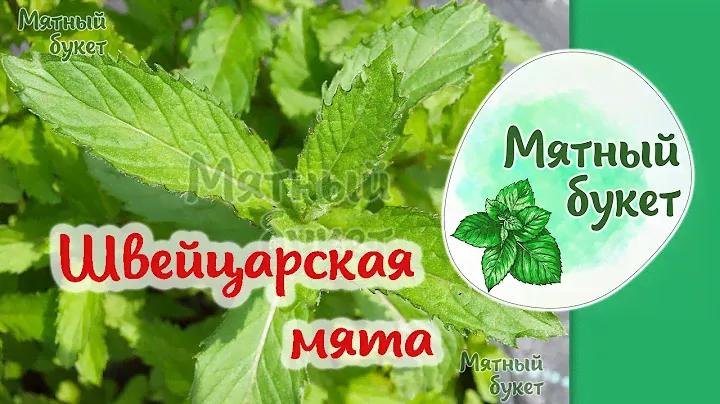 Швейцарская мята