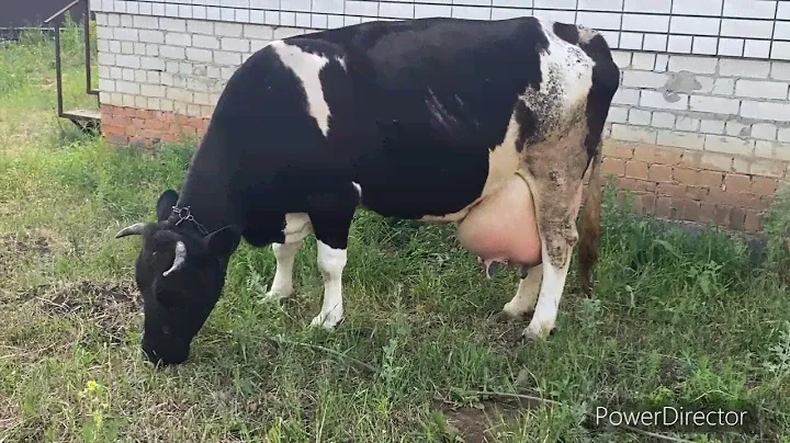 ПРОДАЮТ ТОЛЬКО ПЛОХИХ ЖИВОТНЫХ 🙀🙀🙀