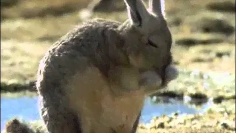 Вискачи