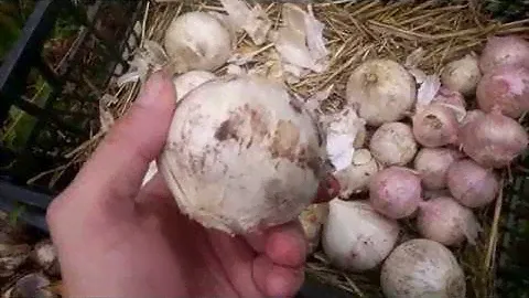 Рокамболь и Лук Суворова или Анзур не Путайте их !!