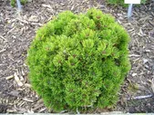 Сосна горная Пикобелло (Pinus mugo Picobello)