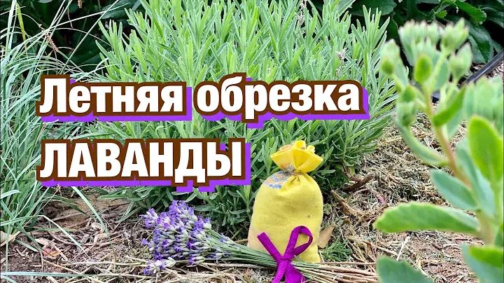 Обрезка ЛАВАНДЫ летом.  УХОД за лавандой после цветения.