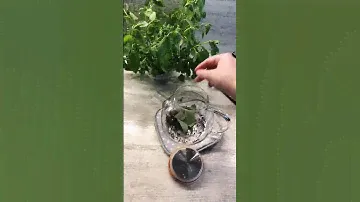 Чай с Мелиссой 🥰 обязательно попробуй!