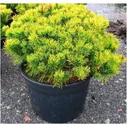 Сосна горная Карстенс Винтерголд Pinus mugo Carsten's Wintergold 10л (И)