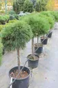 Сосна горная (Pinus mugo Varella H:1,5 м,D:1,2 м) штамб 60см C7 25см