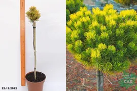 Сосна горная Карстенс Винтерголд (Pinus mugo Carsten's Wintergold) (штамб 60 см) С5