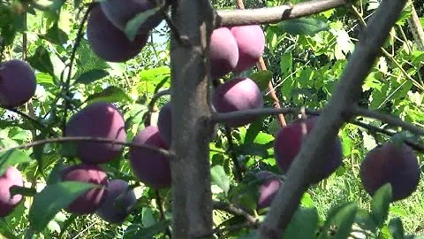 Крупноплодная алыча Обильная Новая | Урожайная и высокоустойчивая  к заболеваниям