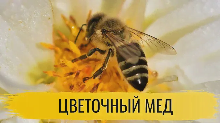 Мед. Цветочный мед