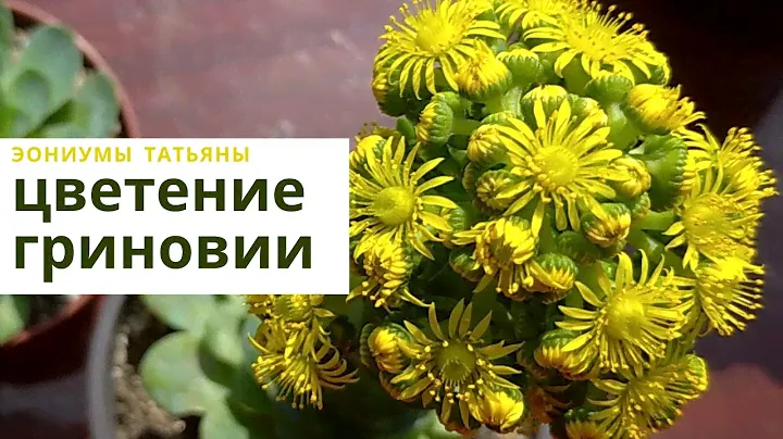 Гриновия после цветения: можно ли спасти?