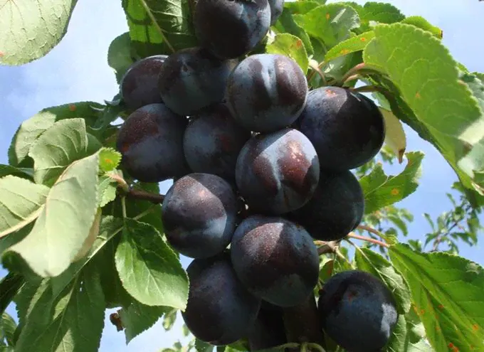 Слива чёрная Горная-0