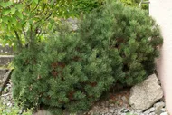 Сосна горная Пикобелло (Pinus mugo Picobello), H20-25; C5