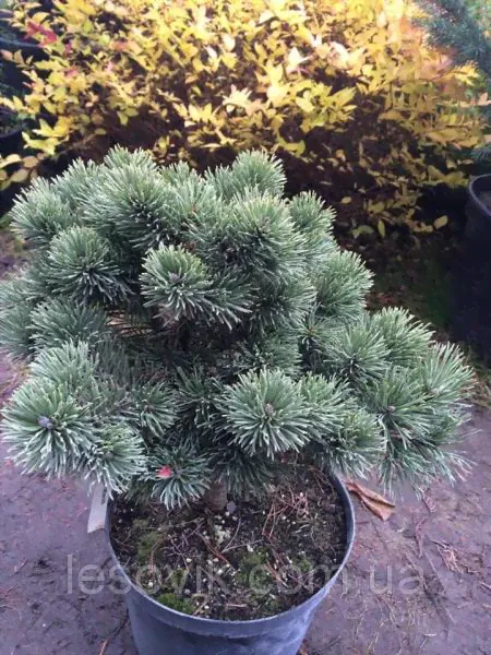 Ели, сосны натуральные - Сосна горная March (Pinus mugo March)-2