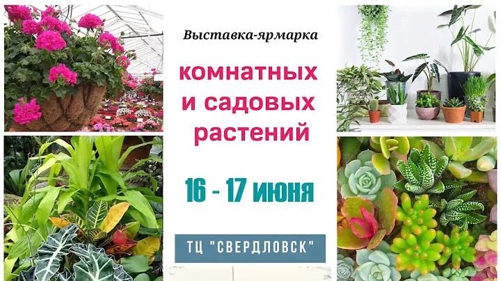 Наш питомник на выставке комнатных и садовых растений 16-17 июня. Екатеринбург
