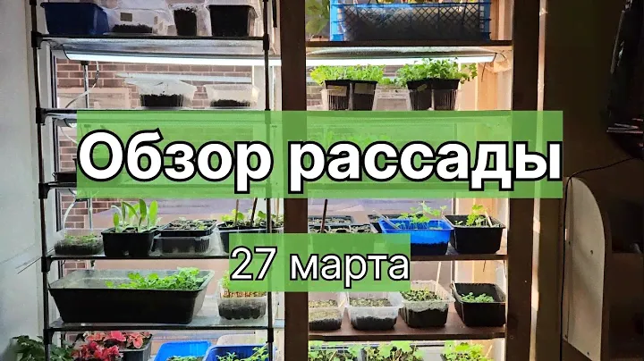 Обзор моей рассады❤️  #цветы #рассада #цветынадаче #цветывсаду