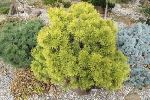 Сосна горная (Pinus mugo Zundert) C3