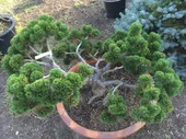 Сосна горная Якобсен (Pinus mugo Jakobsen). С3 15-20