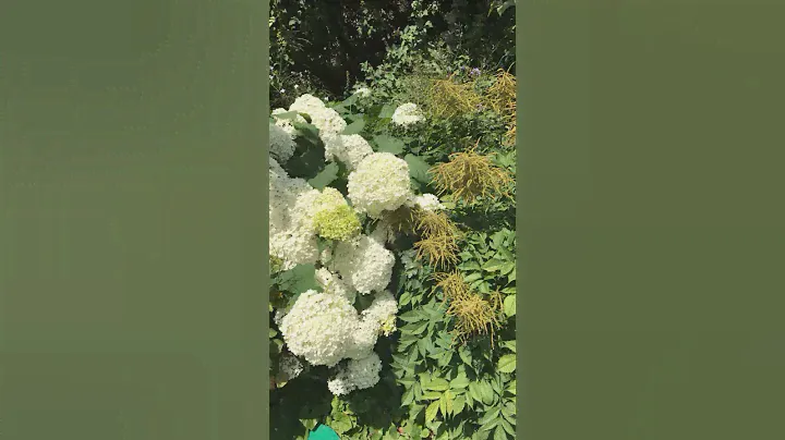 Архитектура и богатое сочетание цветов🌺 #прогулка_по_городу#цветы#растение#moscow