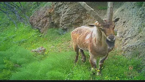 Горная Армения. Царство безоара