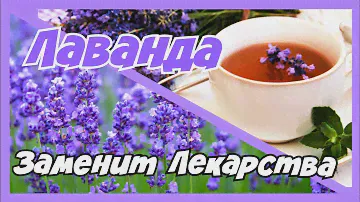 НЕРВЫ,СЕРДЦЕ, ДАВЛЕНИЕ БУДУТ В НОРМЕ.  ЛАВАНДА. ПОЛЕЗНЫЕ СВОЙСТВА