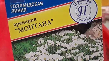 АРЕНАРИЯ МОНТАНА/Arenaria или ПЕСЧАНКА.Выращивание из семян#аренария #песчанка #цветы #семена #посев