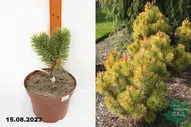 Сосна горная Зюндерт (Pinus mugo Zundert) С4