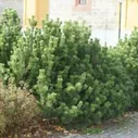 Сосна Горная (1 саженец)
