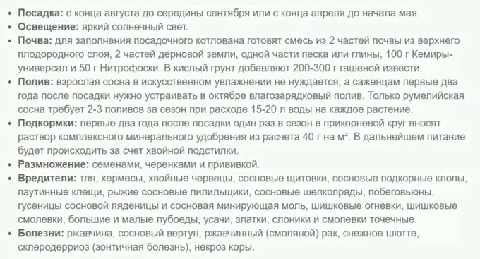 Сосна горная Литтл Голдстар-0