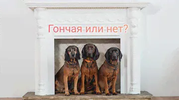 Смотрите главное разоблачение породы баварская горная гончая!