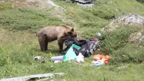 Как нас гонял медведь, а мы - медведя