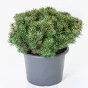 Сосна горная Пикобелло (Pinus mugo Picobello) D10; 30-40cm. XXL из питомника Ваш сад из питомника Ваш сад