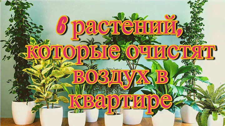 6 растений, которые очистят воздух в квартире