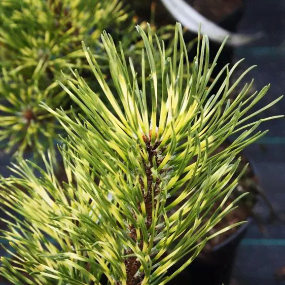Сосна горная Саншайн / С5 / Pinus mugo Sunshine