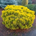 Сосна горная Pinus mugo "Carsten" : С7,5, h=20-30>